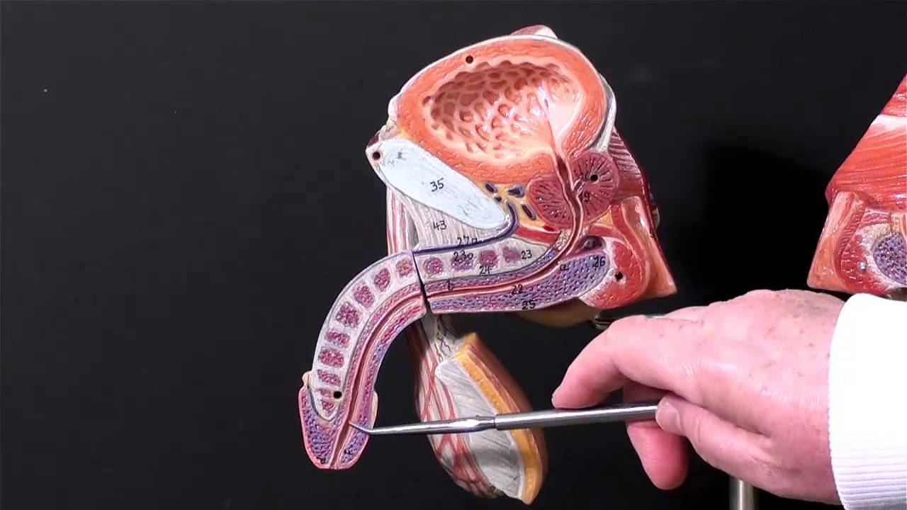 gross anatomy of the male reproductive organs - YouTube