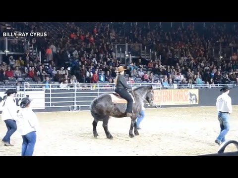 Horse line dances to "Achy Breaky Heart"