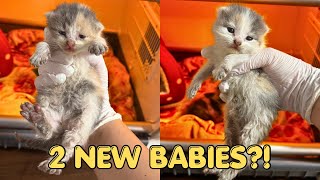 Baby Kittens Rescued From the Rain 🌧️😿
