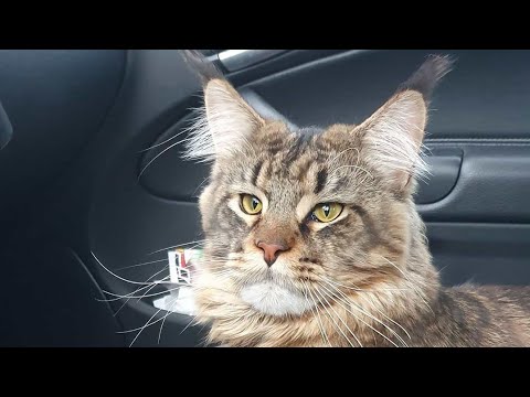 cute-and-funny-cat-compilation-baby-cats-#10