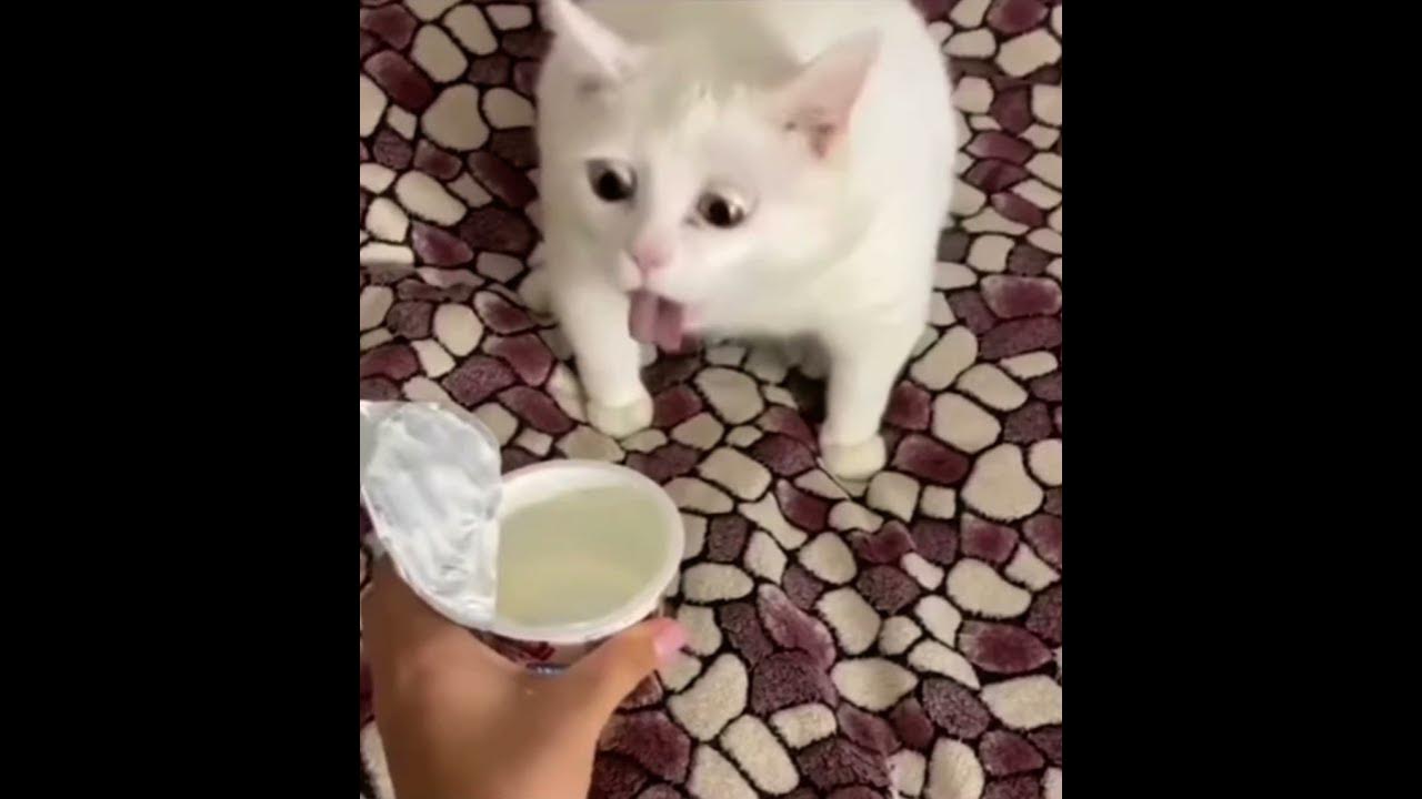 Кота тошнит от сметаны