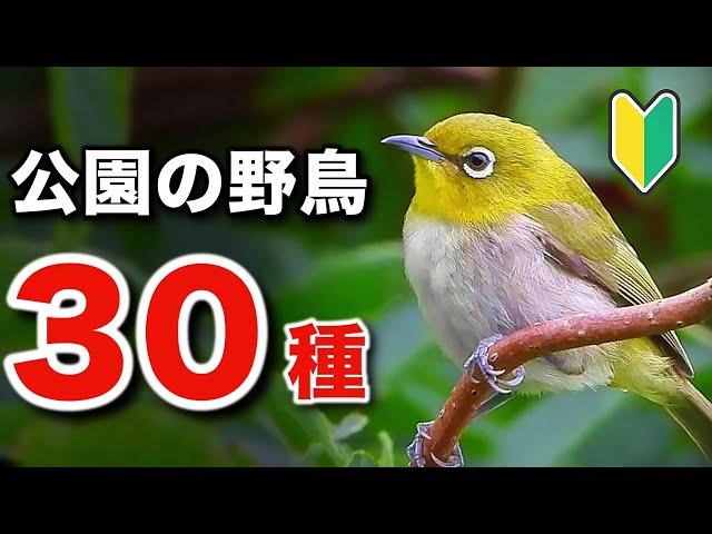 Even beginners can enjoy it! Learn about the 30 types of wild