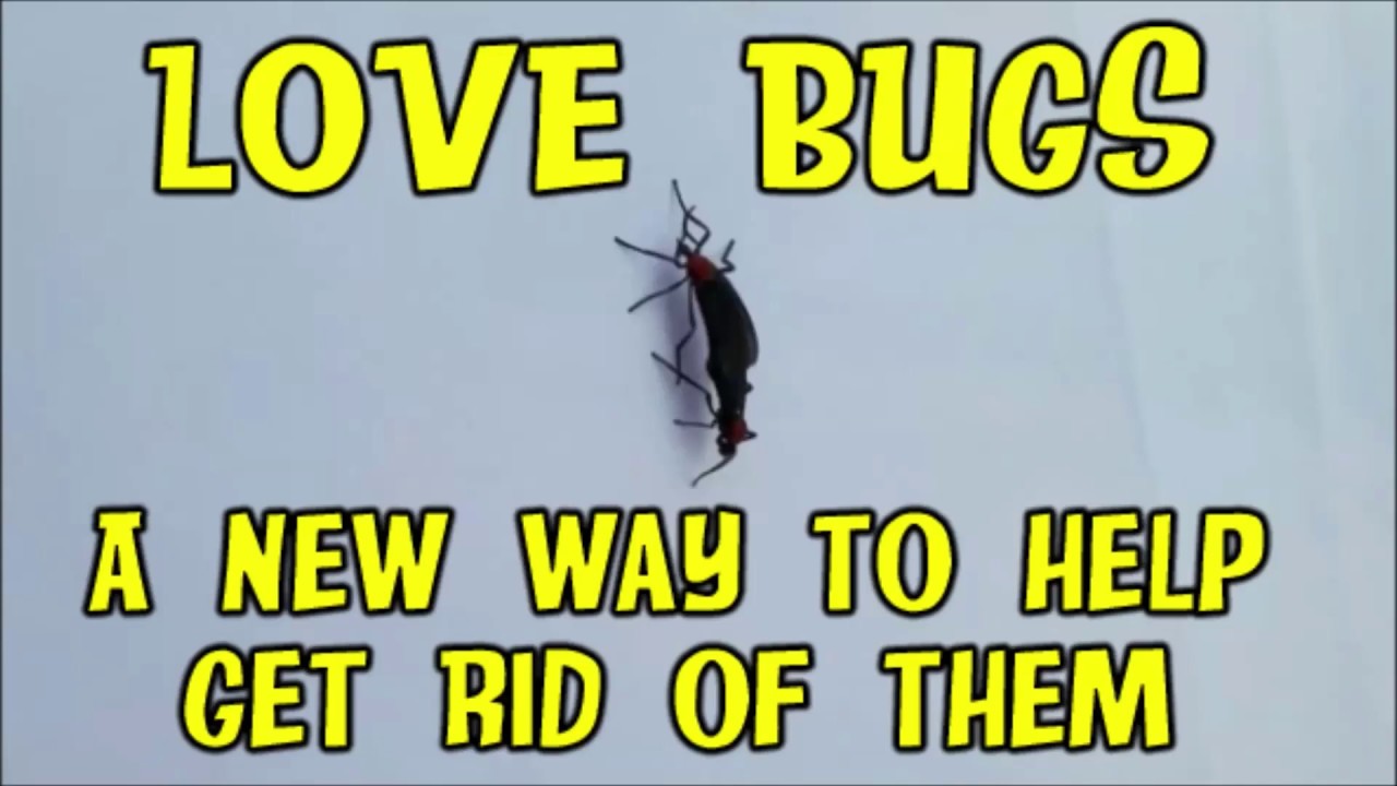 Lovebugs a new way to help get rid of them YouTube