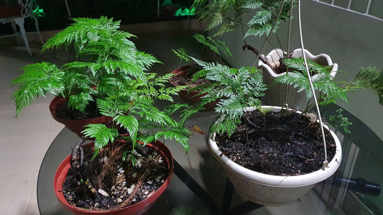 Plantando Renda  Portuguesa