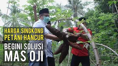 HARGA SINGKONG HANCUR - BEGINI SOLUSI MAS OJI