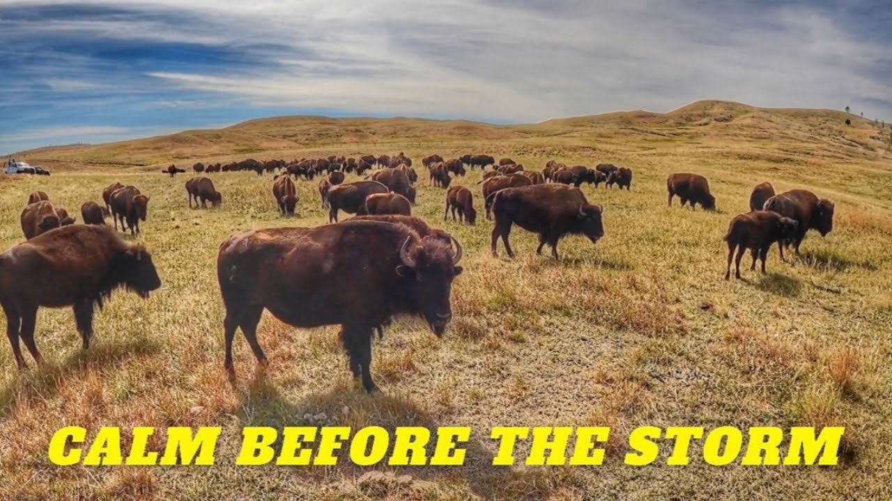 1300+ Bison Ready to Rumble at Custer State Park!