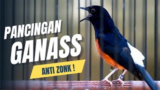 MURAI BATU GACOR FULL ISIAN TEMBAKAN DAN KRETEKAN PALING AMPUH MEMANCING MURAI BATU BONGKAR ISIAN