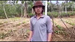 tutorial nyangkul/macul sawah untuk pemula