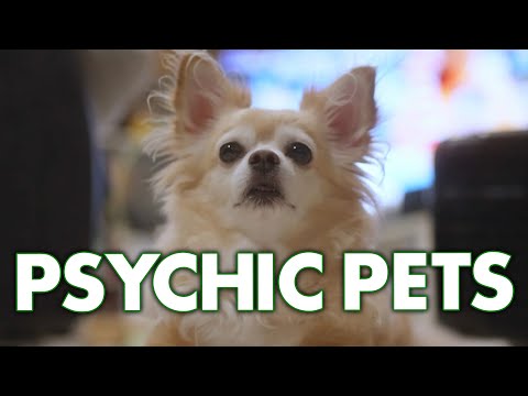 Are Animals Psychic?  | Strange & Suspicious TV Show