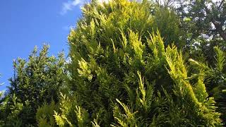 Déco jap : Thuya Atrovirens Goldy - Thuja - Platycladus jaune