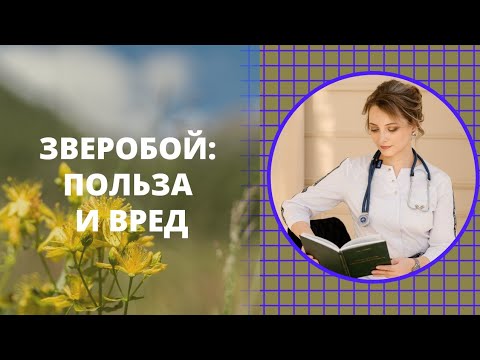 Зверобой: польза и вред. Взаимодействие зверобоя с лекарственными препаратами.