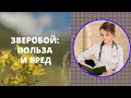 Зверобой: польза и вред. Взаимодействие зверобоя с лекарственными препаратами.