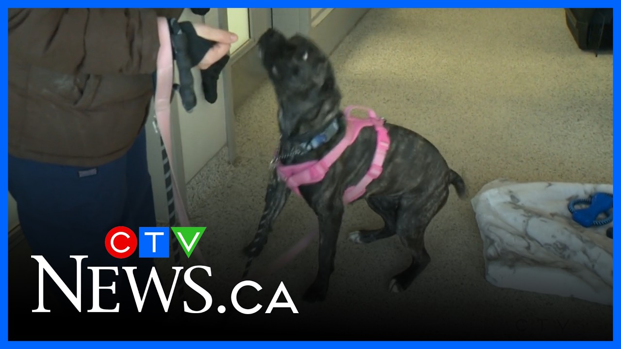 Take Me Home Tuesday: Priya