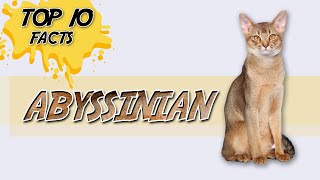 Abyssinian Cat  Top 10 Facts You'll Need To Prepare For
