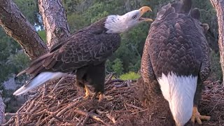 NEFL Eagles: Beau nips at Gabby tail feathers