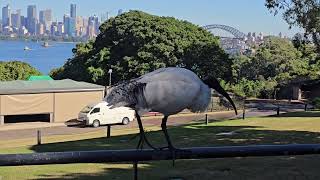 The beauty of Sydney Harbour and the White Ibis. Australia