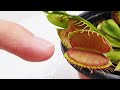 파리지옥이 손가락도 물어요? 악, 내 손가락! The Dionaea bit my finger (Growing Venus Flytrap)