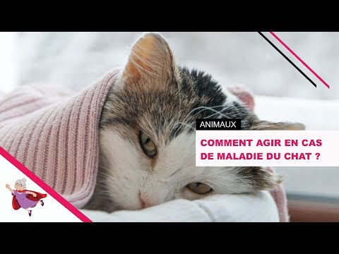 Vidéo: Comment Soulager Les Problèmes D'estomac Du Chat