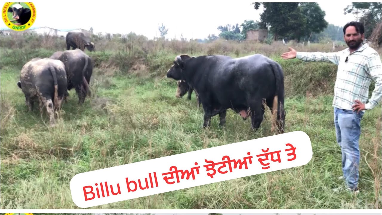 Billu ਦੀਆਂ ਝੋਟੀਆਂ ਦੁੱਧ ਤੇ #neeli #ravi #animal