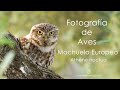 Fotografía de Aves -  Mochuelo Europeo (Athene noctua)