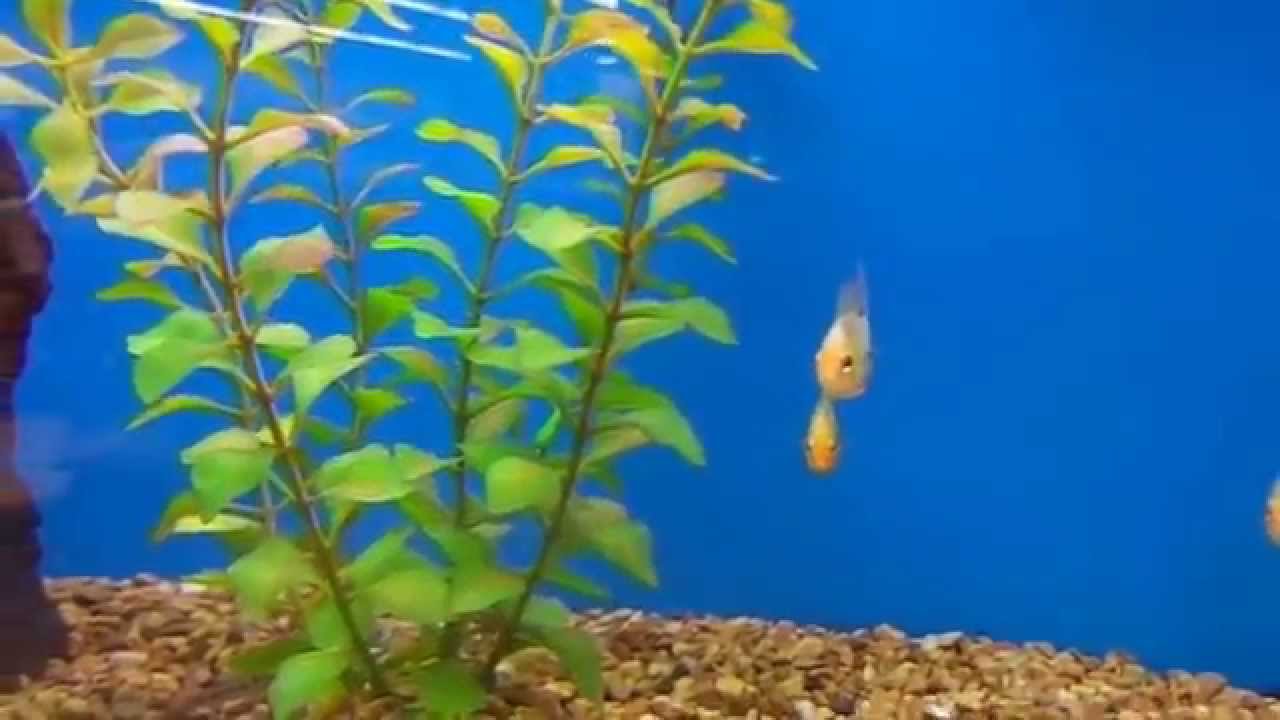 petco fish bowl petco fish bowl