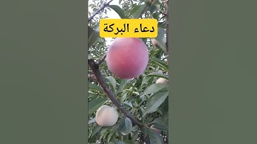 دعاء البركة#اذكار_المساء#دعاء_الرزق #اذكار_الصباح #أذكارالنوم #ترند #دعاء #اكسبلور #دعاء_مستجاب