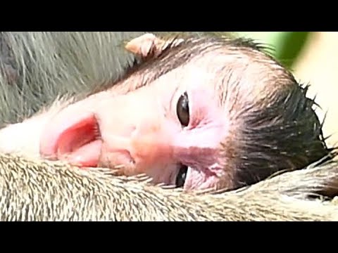Newborn Baby Monkey So Hungry Milk | Baby Hungry No Milk Feeding - YouTube