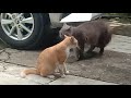 Kucing anggora vs kocheng oren