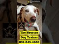 this dog is in love! 832-845-4680 #dogs #puppy #dogcoach #dogtrainer #dog #pets