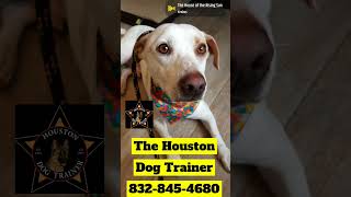 this dog is in love! 832-845-4680 #dogs #puppy #dogcoach #dogtrainer #dog #pets