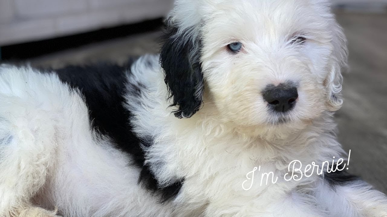 8 Week Old Sheepadoodle - Bernie - YouTube
