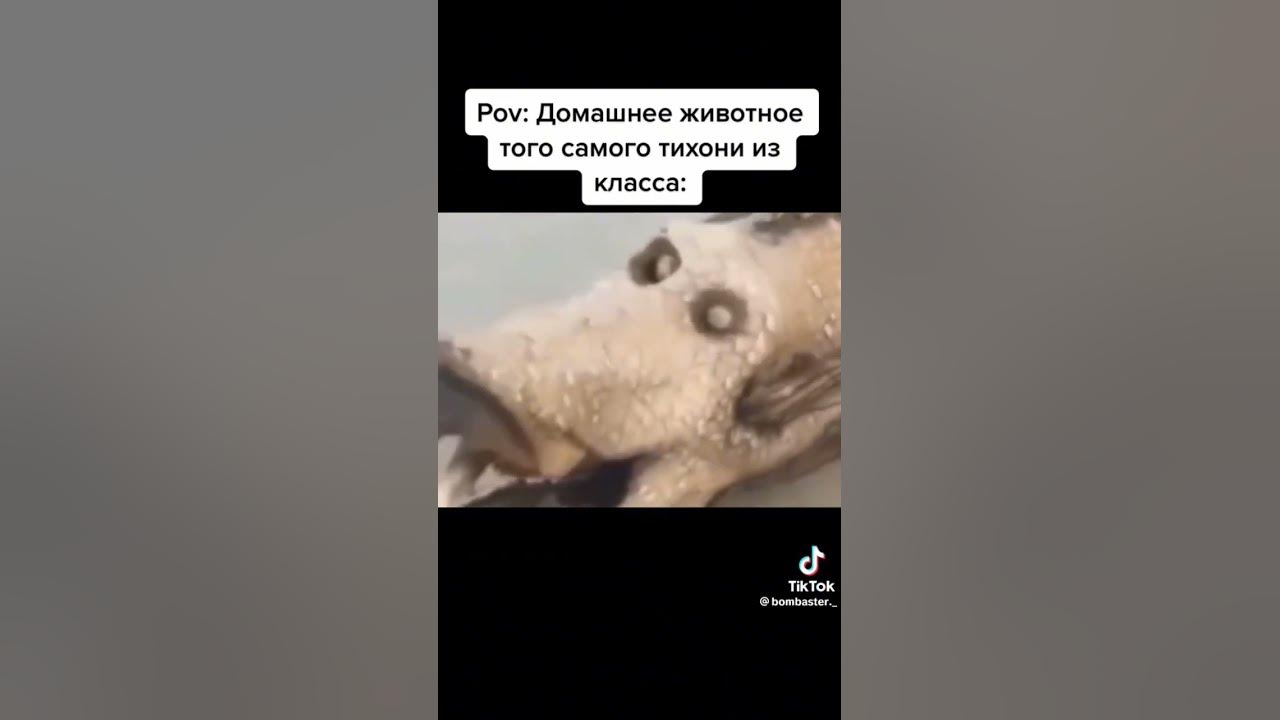 животное тихони#мем - YouTube