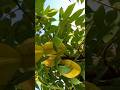 Star fruits (Calambola) #shortvideo #fruit