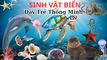 🐬🐙 Bé Học Sinh Vật Biển: Cá Heo, Bạch Tuộc, Sứa & Những Người Bạn Đại Dương! 🌊✨ | Phần 1