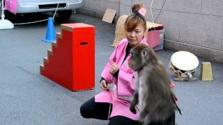 Acrobatic Monkey Performance