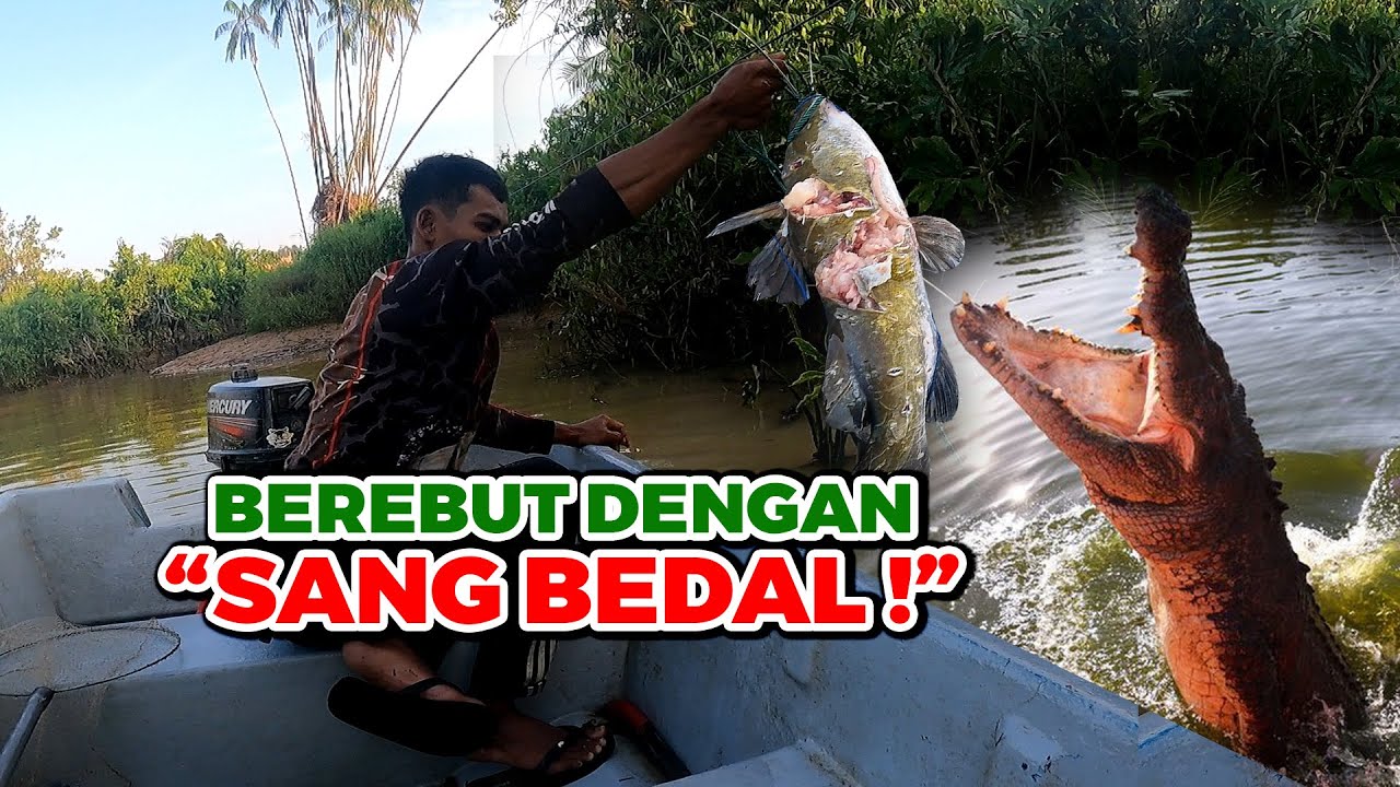 Race for Survival : Competing with the Crocodile!  |  Berebut Ikan Dengan Buaya - Part II #eps275