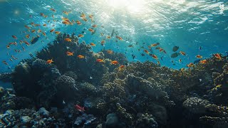 [NEW] 12HR Stunning 4K Underwater footage -Rare \& Colorful Sea Life Video - Relaxing Sleep Music #14