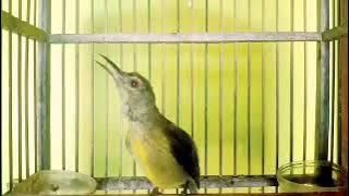 BESETAN KASAR KOLIBRI KELAPA MANGGAR TROTOL GACOR FULL VARIASI