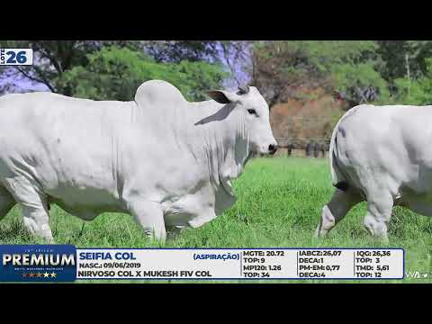 LOTE 26   SEIFIA COL   REGALIA COL