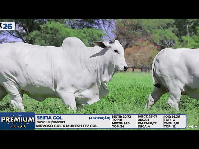 LOTE 26   SEIFIA COL   REGALIA COL