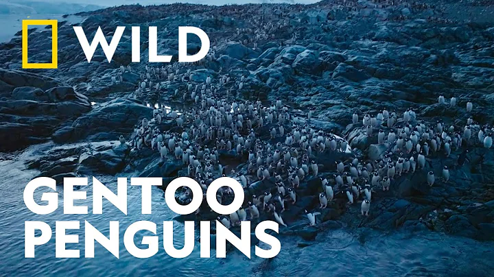 How Gentoo Penguins Avoid Predators | Secrets of the Penguins | National Geographic WILD UK