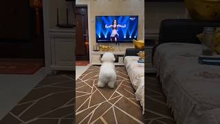 #FunnyDogs#DogDance#PetEntertainment#ViralVideo#DogLovers#TooCute#MoodBooster#GoodVibes#dogshorts