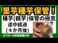 [家庭菜園]里芋　里芋の保管方法　途中経過（４カ月後）（里芋の収穫シリーズ）　里いも　里イモ