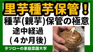 [家庭菜園]里芋　里芋の保管方法　途中経過（４カ月後）（里芋の収穫シリーズ）　里いも　里イモ
