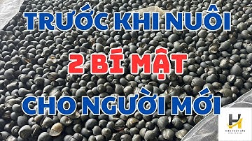 Tiết lộ 2 bí mật nuôi Ốc Bươu Đen, Ốc Nhồi  cho người mới bắt đầu