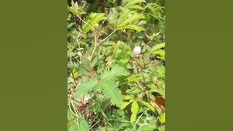 Cây xấu hổ (trinh nữ, mắc cỡ) #shorts | Hằng Lê HG85