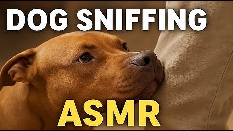 Dog sniffing ASMR video to help you sleep fast