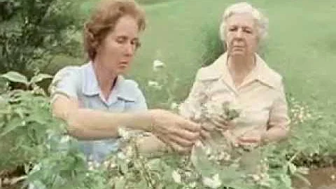 Interview with Dorothy Ennis and Dorothy Hunter - ...