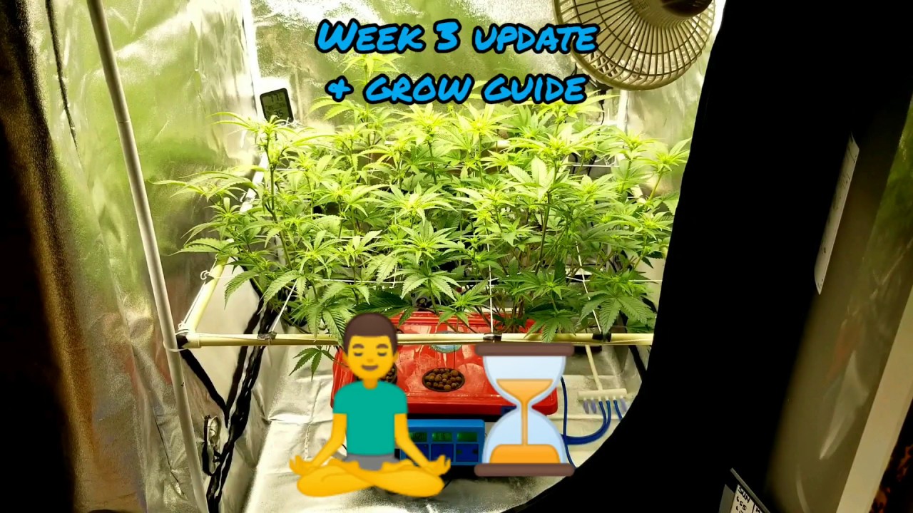 Week 3 update & guide. Lava Cake 🌋🎂 & Do-Si-Dos 🍪🧁 cannabis clones running a Mars Hydro TSW2000