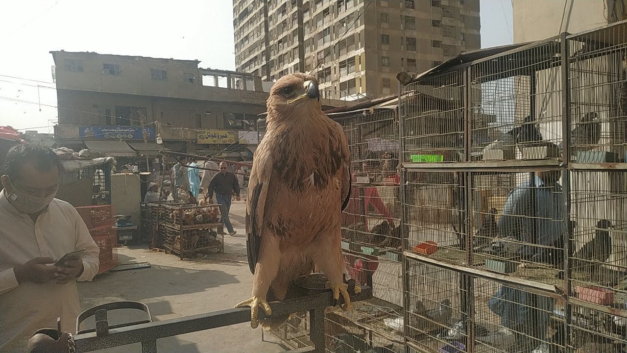 Birds Market Karachi Saddar parinda market karachi. YouTube